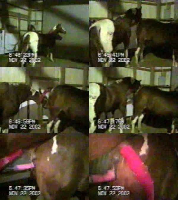0630 ZTube Horse Mating 1 - Horse Mating 1