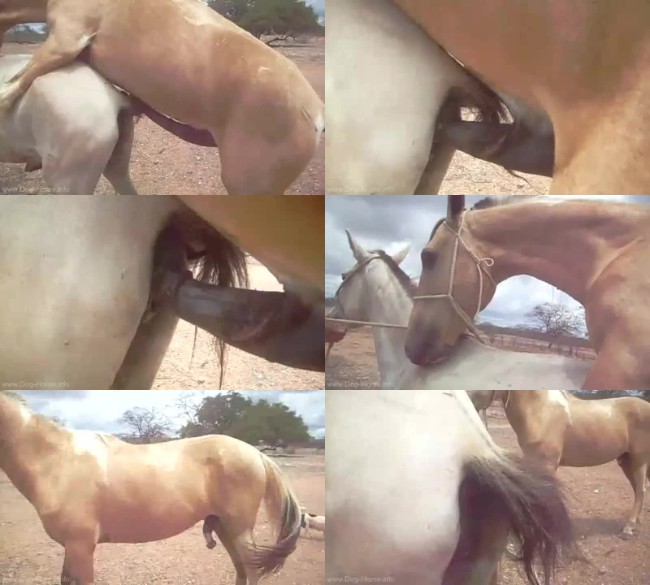 373 HrSx Cavalo Copulando Ii   Copulating Horse - Cavalo Copulando Ii - Copulating Horse - Horse Bestiality Video