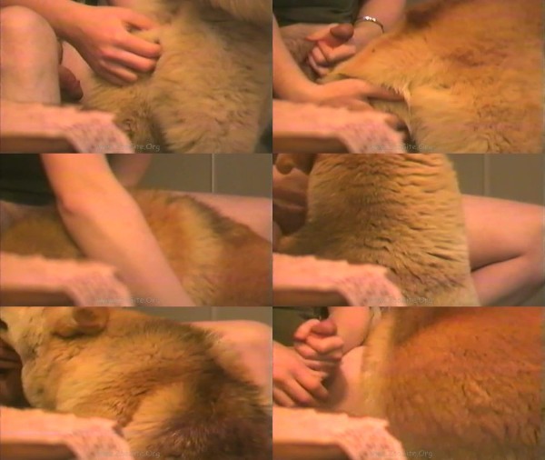 474 ZHD Dogs Loves Good Foreplay - Dogs Loves Good Foreplay - AnimalSex 720p/1080p