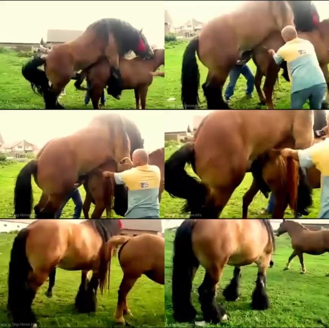 608 HrSx Caballo Con Gran Campanota   Horse Breeding - Caballo Con Gran Campanota   Horse Breeding - Download Horse Porn