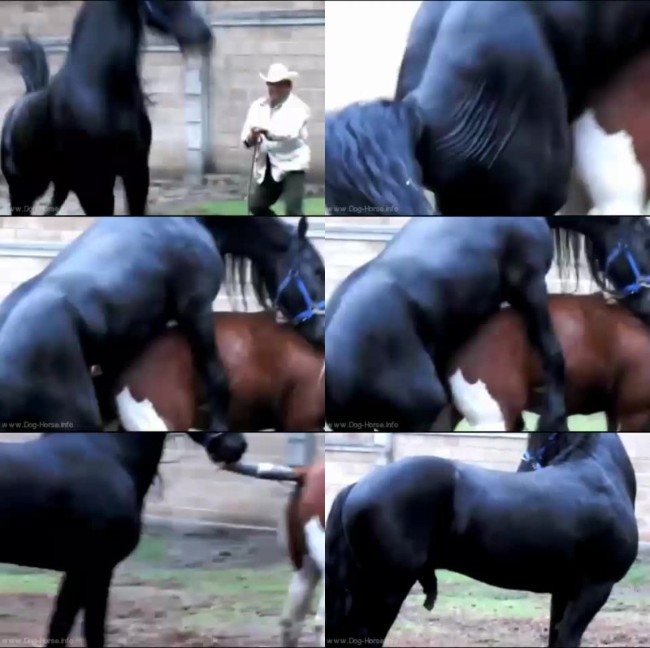 610 HrSx Black Stallion Popping Up - Black Stallion Popping Up - Download Horse Porn