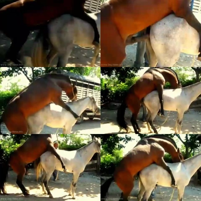 611 HrSx Caballo Picador   Horse Mating - Caballo Picador   Horse Mating - Download Horse Porn