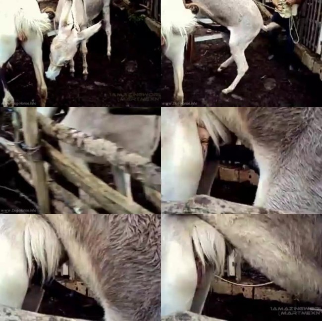 614 HrSx El Burro Coqueto   Donkey Breeding - El Burro Coqueto   Donkey Breeding - Download Horse Porn